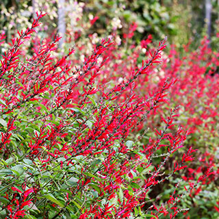 Salvia pionera, hierba de burro, salvia